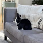 We Got a Bunny During the Pandemic. Here’s Why We Built Her a Room.