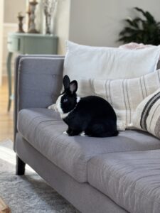 Read more about the article We Got a Bunny During the Pandemic. Here’s Why We Built Her a Room.