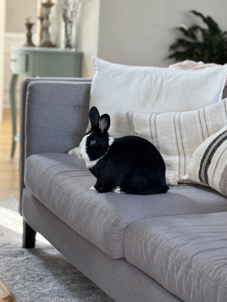 We Got a Bunny During the Pandemic. Here’s Why We Built Her a Room.