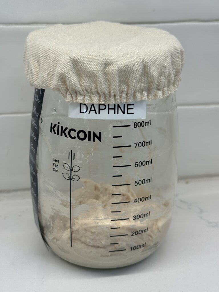 Sourdough starter named Daphne in a glass jar with a label and a little cotton bonnet