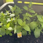 Herbs, Planters, and Chaos Gardening