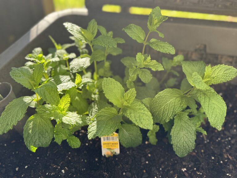 Herbs, Planters, and Chaos Gardening