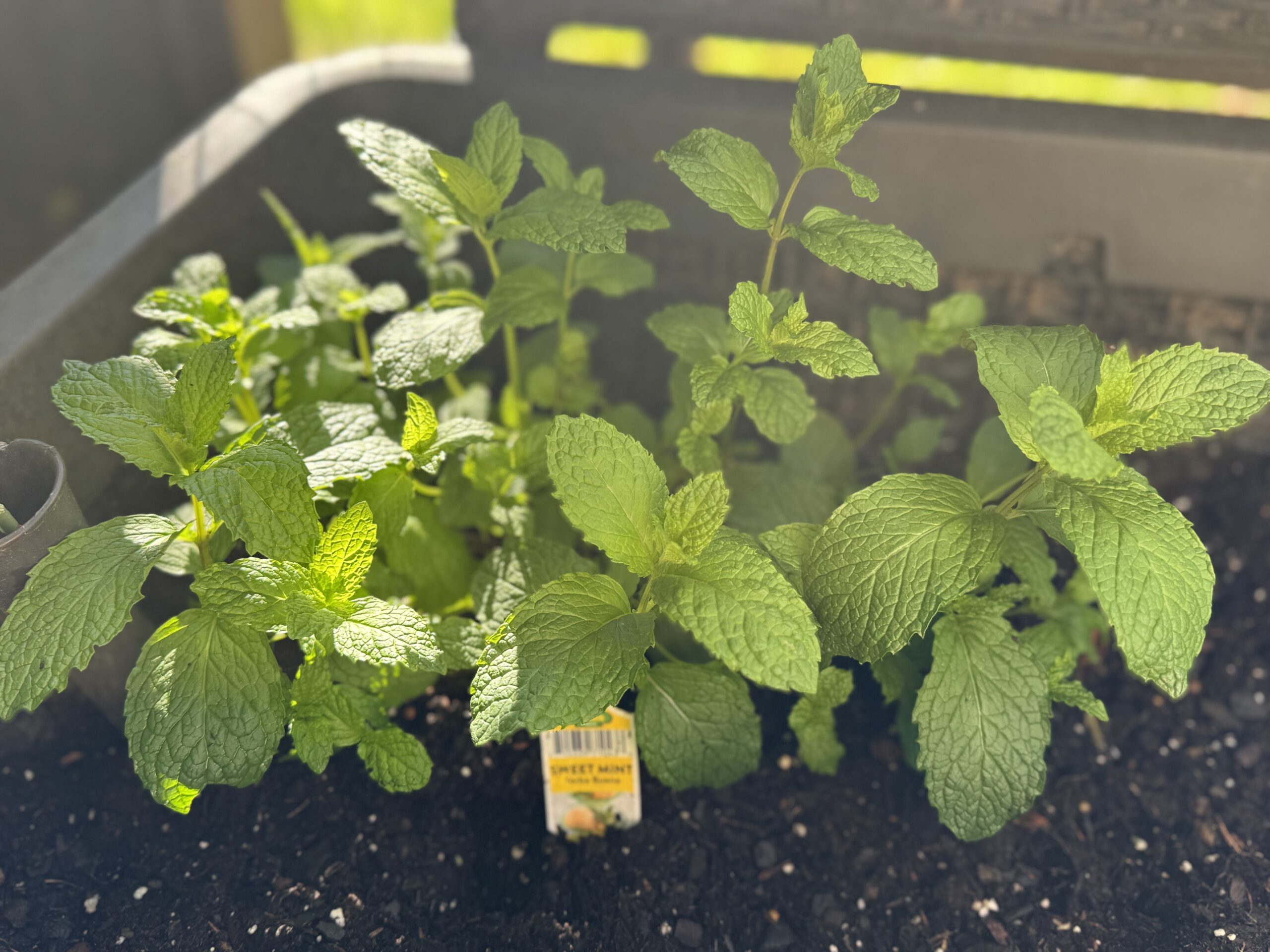 You are currently viewing Herbs, Planters, and Chaos Gardening